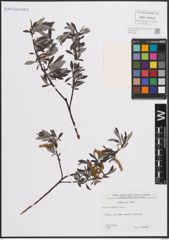 Foto von Salix eleagnos Scop.